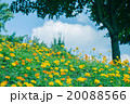青空とお花畑 20088566
