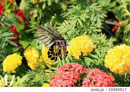 yellow butterfly on yellow flower 20089817