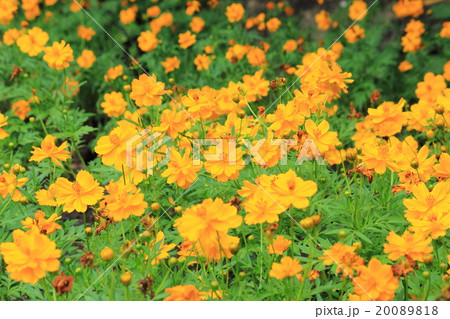 yellow cosmos flower blooming 20089818