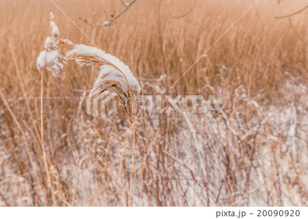 Snow on frozen plants 20090920