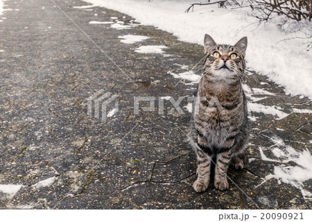 Cat sitting on a sidewalk 20090921