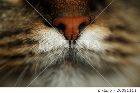 Red nose of tabby cat 20091111