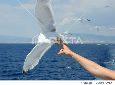 seagull seagull 20091292