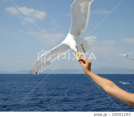 seagull seagull 20091293