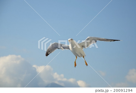 flying seagull 20091294