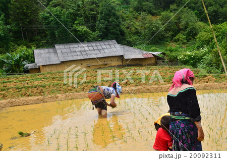 ベトナム　バクハ　花モン族の家族の田植え 20092311