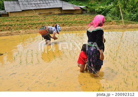ベトナム バクハ 花モン族の家族の田植えの写真素材