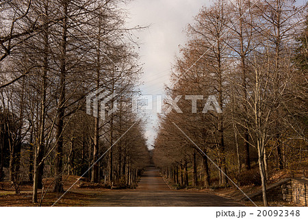 播磨中央公園の沿道 冬の枯れ木 播磨中央公園の沿道 冬の枯れ木 20092348