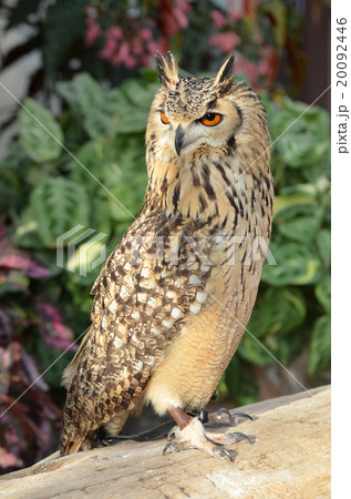 ベンガルワシミミズク 20092446