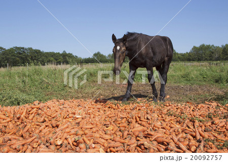ばん馬の牧場 ばん馬の牧場 20092757