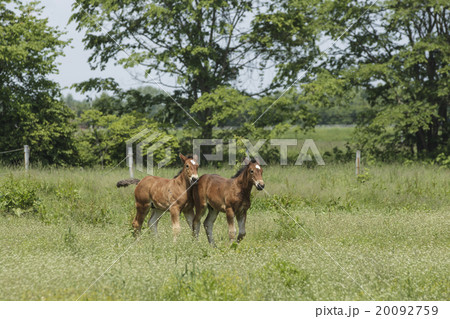 ばん馬の牧場 20092759