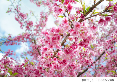 Sakura in Ang Khang on Thailand Sakura in Ang Khang on Thailand 20092780