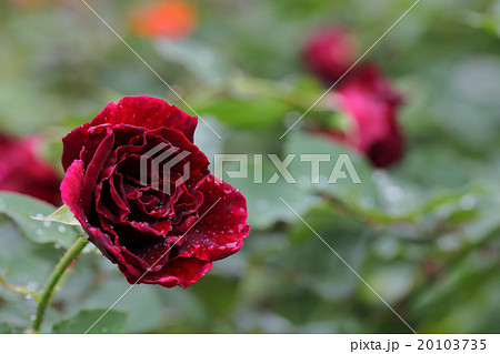 黒真珠 バラの花と雨雫の写真素材