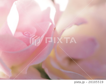 やわらかな薔薇 20105519