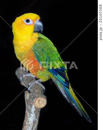 ナナイロメキシコインコ 20105568