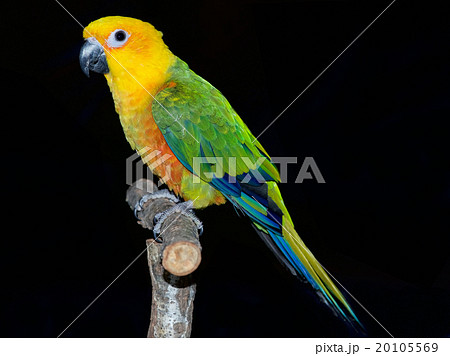 ナナイロメキシコインコ ナナイロメキシコインコ 20105569