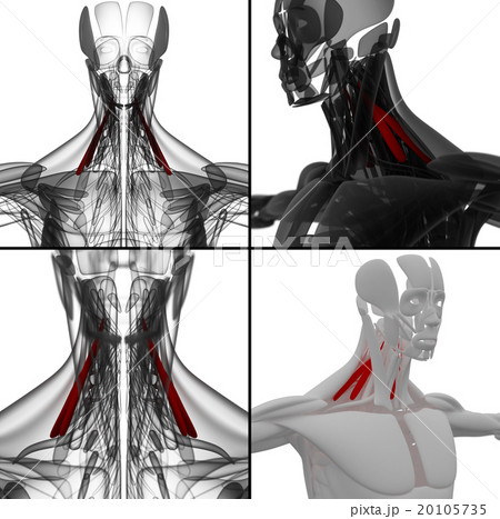 medical illustration of the Scalenus medical illustration of the Scalenus 20105735