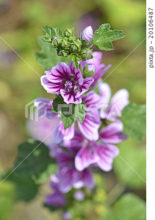 ゼニアオイ(銭葵) ゼニアオイ(銭葵) 20106487