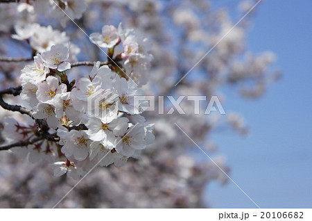 桜 20106682