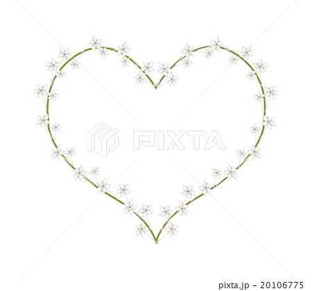 White Madagascar Jasmine Flowers in A Heart Shape 20106775