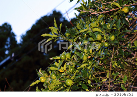 キンカン・金柑 キンカン・金柑 20106853