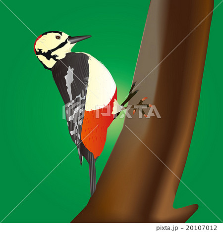 アカゲラ アカゲラ 20107012