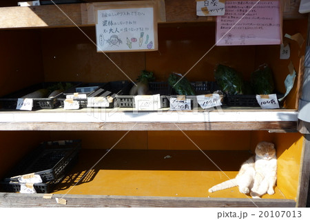 無人野菜販売所で日向ぼっこをする猫 無人野菜販売所で日向ぼっこをする猫 20107013