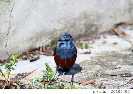 イソヒヨドリ 20109400