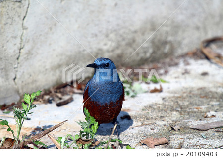 イソヒヨドリ イソヒヨドリ 20109403