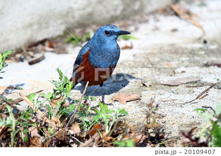 イソヒヨドリ 20109407