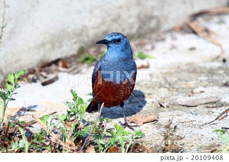 イソヒヨドリ 20109408