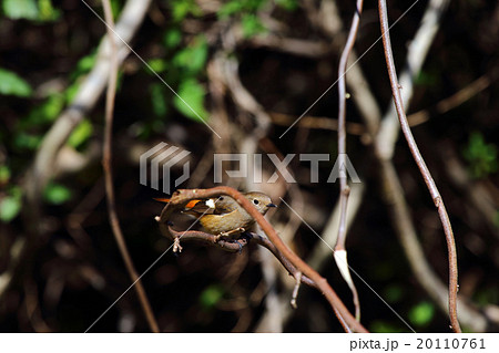 紋付・ジョウビタキ 紋付・ジョウビタキ 20110761