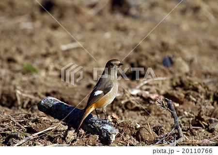 紋付・ジョウビタキ 紋付・ジョウビタキ 20110766
