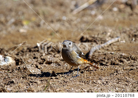 紋付・ジョウビタキ 紋付・ジョウビタキ 20110768