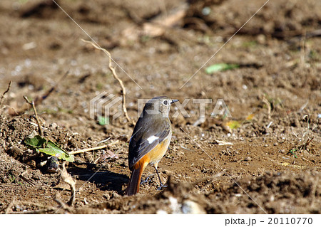 紋付・ジョウビタキ 紋付・ジョウビタキ 20110770