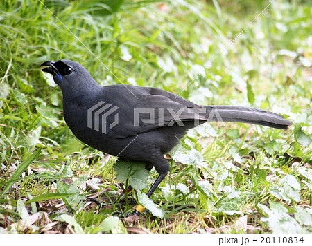 ニュージーランドの鳥 絶滅危惧種『コカコ』 ティリティリ島にての写真素材 [20110834] - PIXTA