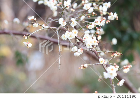 ウメの花 20111190