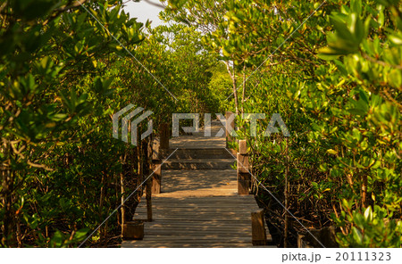 Long wood bridge in mangrove forest, Thailand 20111323