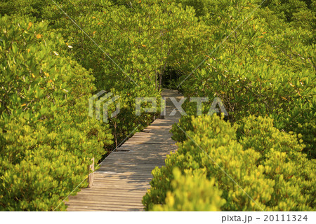 Long wood bridge in mangrove forest, Thailand 20111324