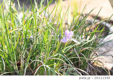 カンザキアヤメの花 20111340