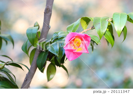 ワビスケの花 寒咲紅侘助の写真素材