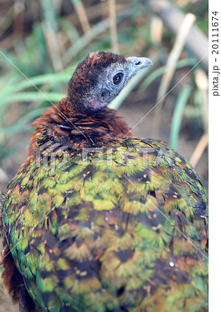 コンゴクジャク 20111674