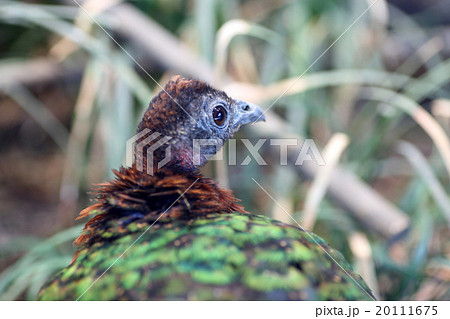 コンゴクジャク 20111675