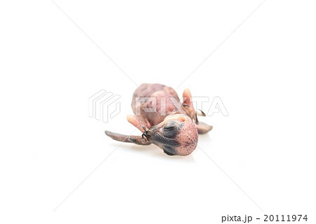Baby swiflet bird isolated on white 20111974