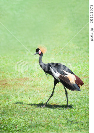 African Crowned Crane in grass background 20111975