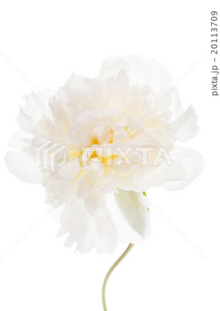 peony on the white 20113709