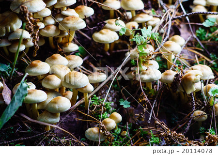 forest mushrooms forest mushrooms 20114078