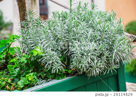 rosemary in the pot 20114829