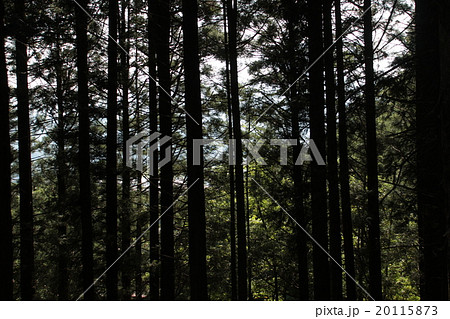 山道 山道 20115873