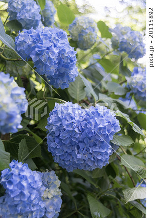 明月院ブルー1 明月院ブルー1 20115892